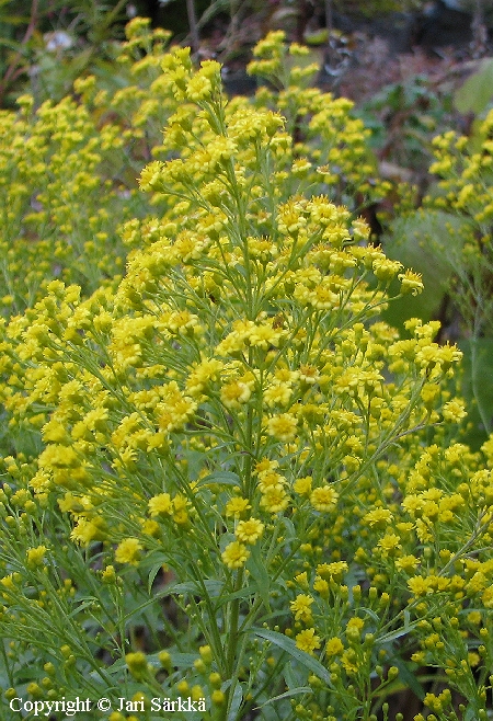 Tarhapiisku - trdgrdsgullris - Solidago Canadensis-Ryhm 'Leraft'